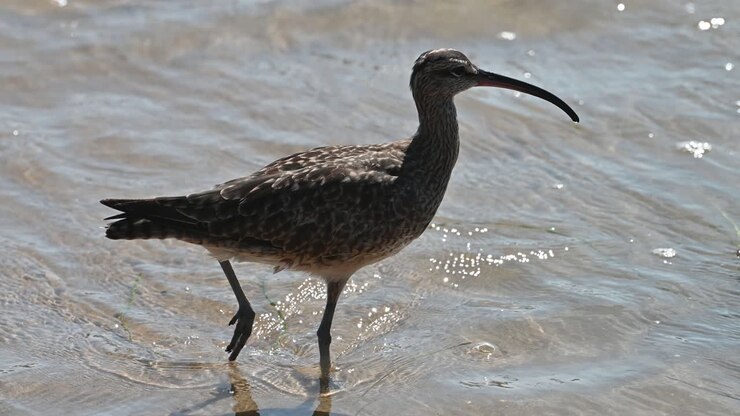 Un uccello costiero dal becco lungo cerca cibo nell'acqua bassa della marea lungo la costa di Laguna Beach sull'Oceano Pacifico.