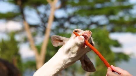 goat nibbling on a carrot outdoors.