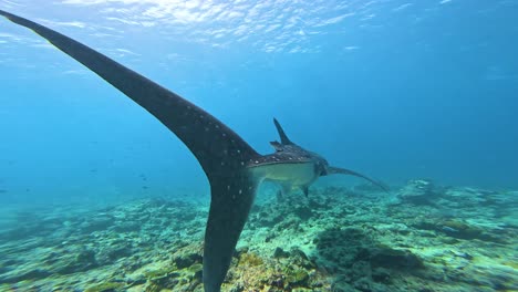 swimming with a whale shark – snorkeling adventure in the maldives