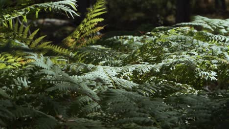 smooth slow motion footage of sunlight hitting ferns in forest