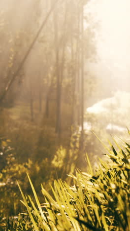 beautiful foggy forest scene with golden light