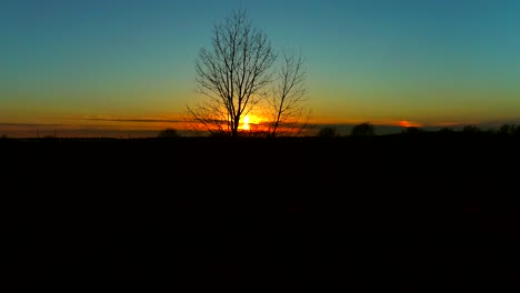 leafless tree silhouette against cinematic sunset. aerial rising