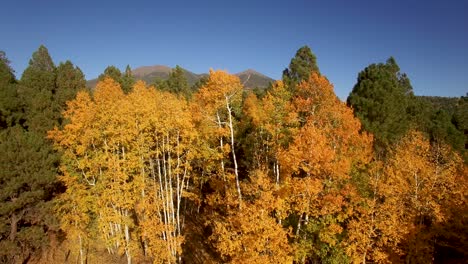 Antenne,-Langsamer-Drohnenaufstieg-über-Einem-Kleinen-Wäldchen-Aus-Gelbem-Und-Orangefarbenem-Herbstlaub,-Fahnenmast,-Arizona