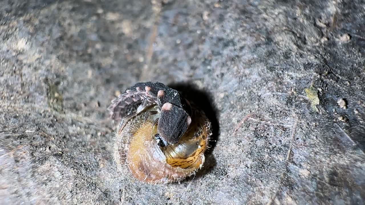 firefly lamprigera lampyridae glowworm bioluminescence macro light emitting insect bug larvae trilobite beetle crawl bite sting poison toxic brown wild hyrcanian rainforest iran zoology entomology