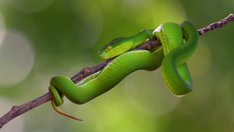 la víbora de labios blancos es una víbora venenosa endémica del sudeste asiático y a menudo se encuentra durante la noche esperando en una rama o rama de un árbol cerca de un cuerpo de agua con muchos alimentos