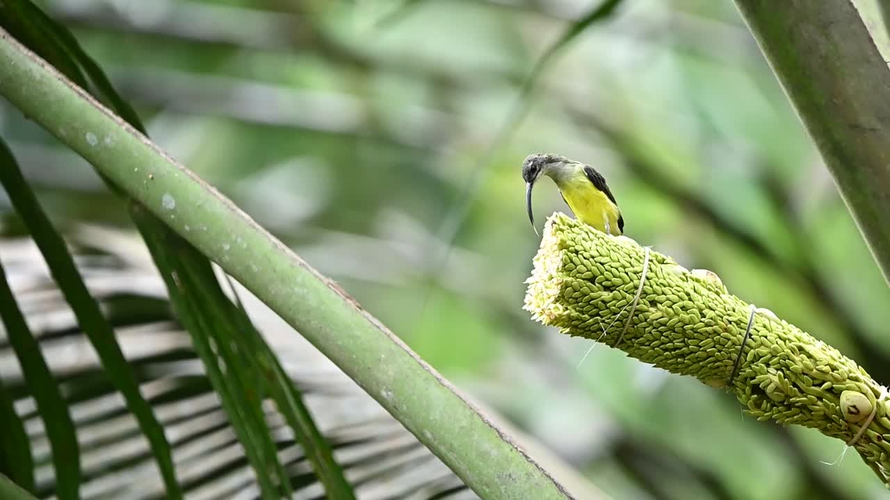 a yellow little spiderhunter bird with a long beak and tongue is sucking the sap of a coconut flower