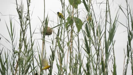 Pájaros-Zorro-Tejedores-En-África-Oriental-Tejiendo-Pequeños-Nidos-Entre-Juncos