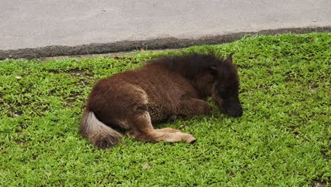 sleeping foal in grass