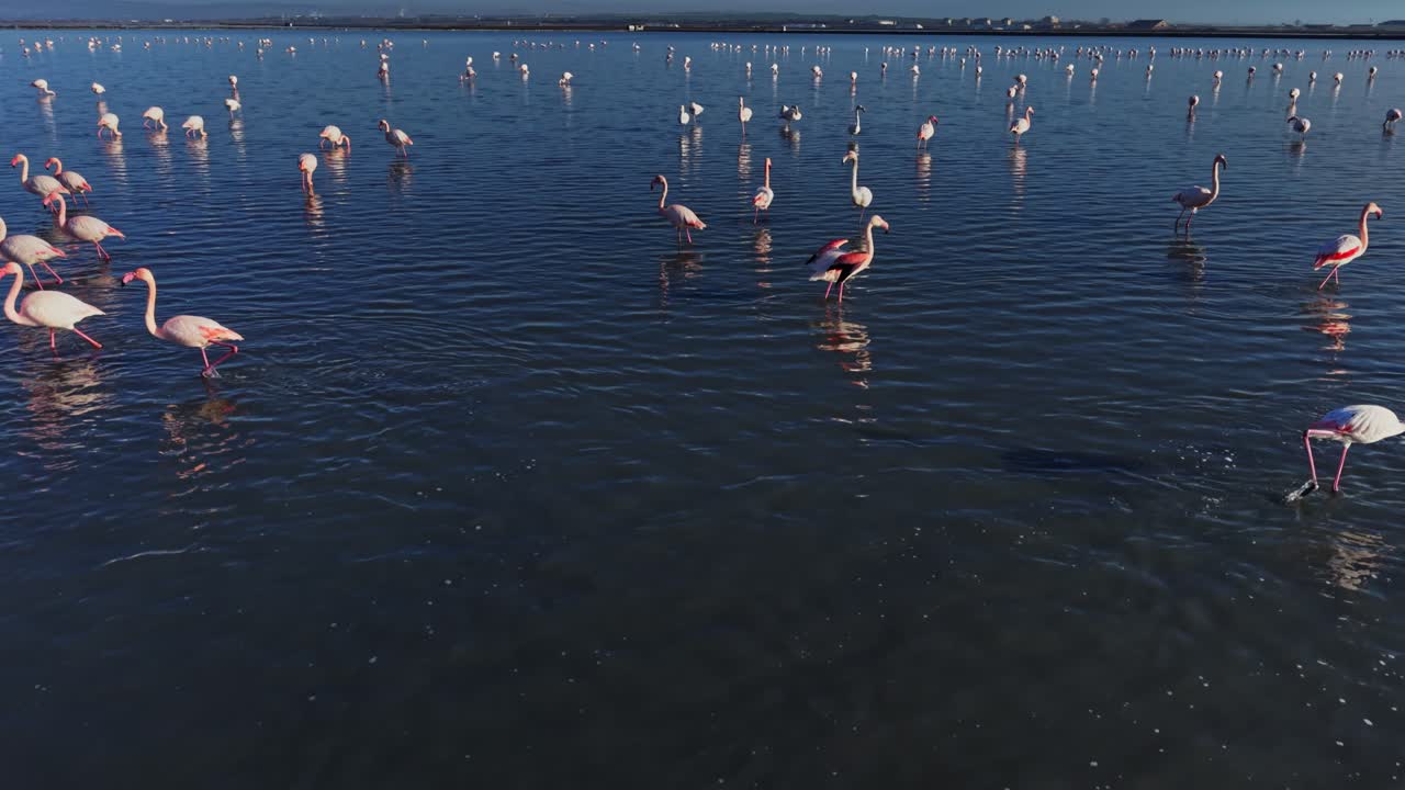 Flamingos wade through shallow water in a wetland during the day