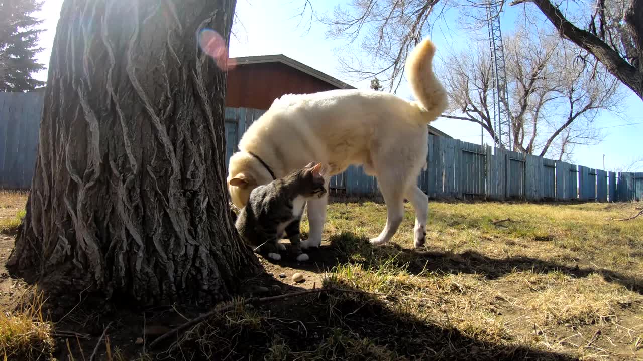 perro husky y un gato atigrado pasando el rato juntos en el patio trasero de una casa de campo