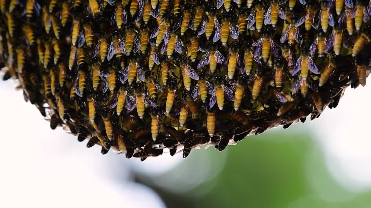 se sabe que las abejas melíferas gigantes construyen grandes colonias de nidos con bolsillos simétricos hechos de cera para almacenar miel como fuente de alimento.