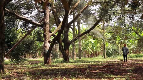 farmer's spraying liquid fertilizer on big, tall durian tree