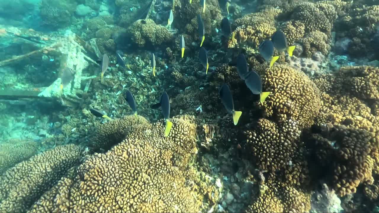 hermoso cardumen de peces negros y amarillos sobre arrecifes de coral en baja california sur, méxico