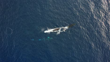 Vista-Aérea-Sobre-Una-Manada-De-Ballenas-Jorobadas-En-El-Mar-De-Cortez,-Soleado-México---Ojo-De-Pájaro,-Disparo-De-Drones