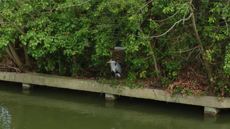 Kingfisher-bird-on-stilt-legs-stands-in-shade-of-trees-at-riverbank,-England