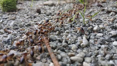 a large group of red termites are moving on a rocky ground surface during the day