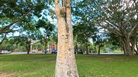 árbol y vista del cielo en un parque sereno