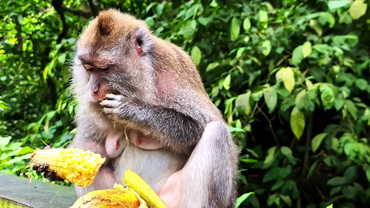 Closeup view of monkey eating corn in Bali, Indonesia. Monkey Forest