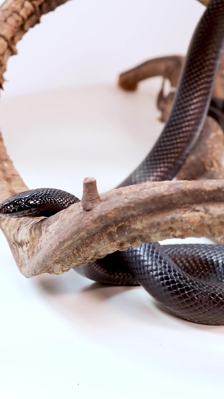 Un serpente reale nero messicano si muove con grazia tra le corna in un ambiente ben illuminato e controllato, mettendo in mostra le sue squame lisce e lucide.