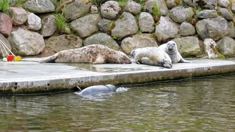 family of grey seals resting at the wildlife zoo park
