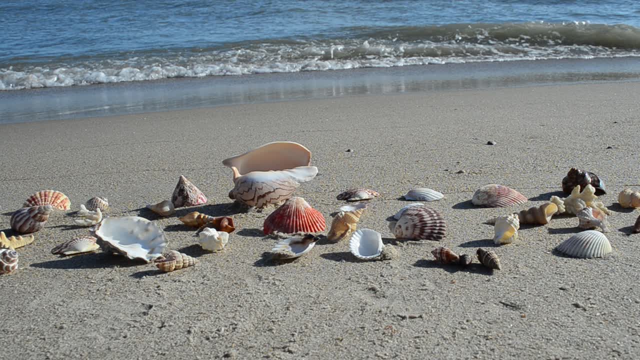 Cockleshells on sand against the background of waves. Shooting on the beach