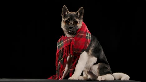 stylish akita puppy in sunglasses and scarf