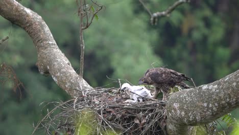 a small javan hawk eagle chick is learning to eat accompanied by its mother