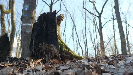 the piece of wood with moss on it