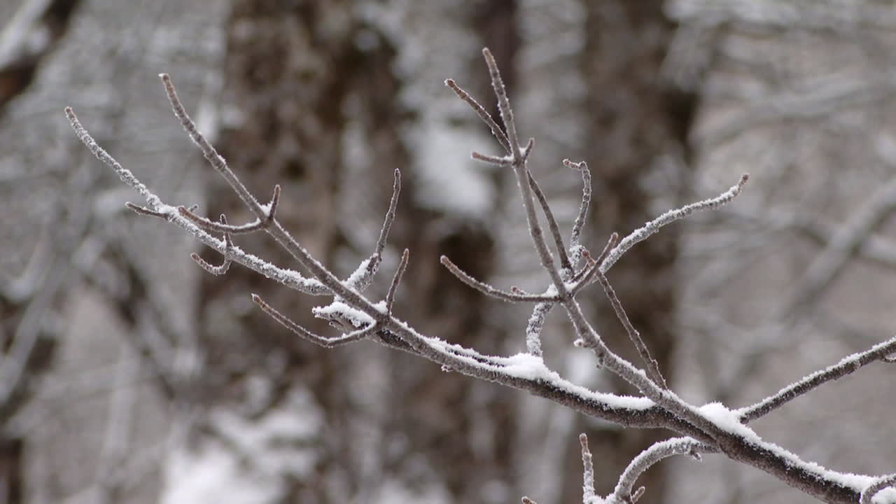 Frozen Tree Branches in Winter