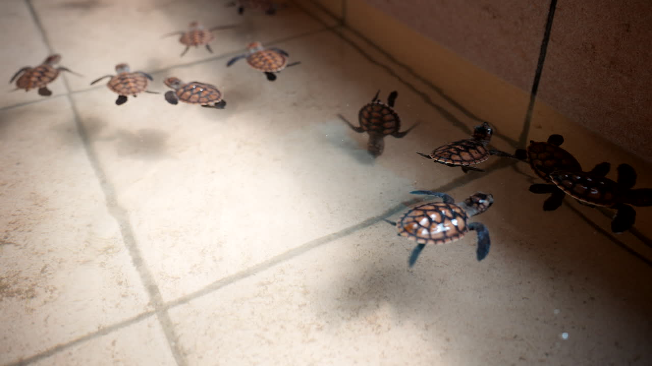 Bale Hawskbill turtle babies species, Sanctuary facility, religious symbol