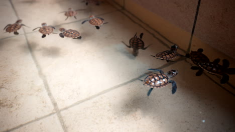 Especie-De-Bebés-De-Tortuga-Carey,-Instalación-Del-Santuario,-Símbolo-Religioso