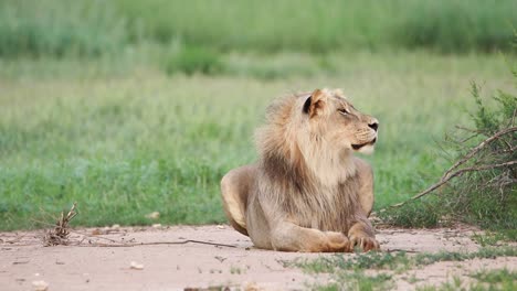 Ein-Niedriger-Winkelschuss-Eines-Männlichen-Löwen,-Der-Im-Grünen-Kgalagadi-Transfrontier-Park-Liegt,-Während-Er-Brüllt-Und-Gähnt