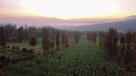 Aerial-flyover-Tobacco-Plantation-with-trees-and-field-and-sea-of-clouds-in-background-at-sunrise-light