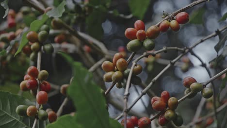 coffee berries on the tree