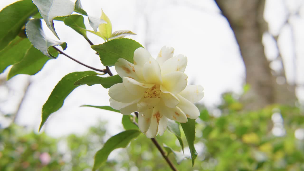 A vibrant camellia in full bloom with soft petals and rich details. Captured in 4K slow motion, this shot showcases the elegance of nature and botanical beauty.