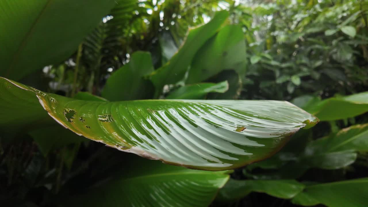 Water drops fall from big green plant leaves nature up-close humid rainy season