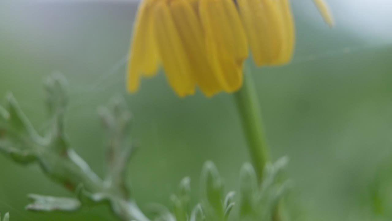 A wilted yellow flower with dew drops and spiders webs on it