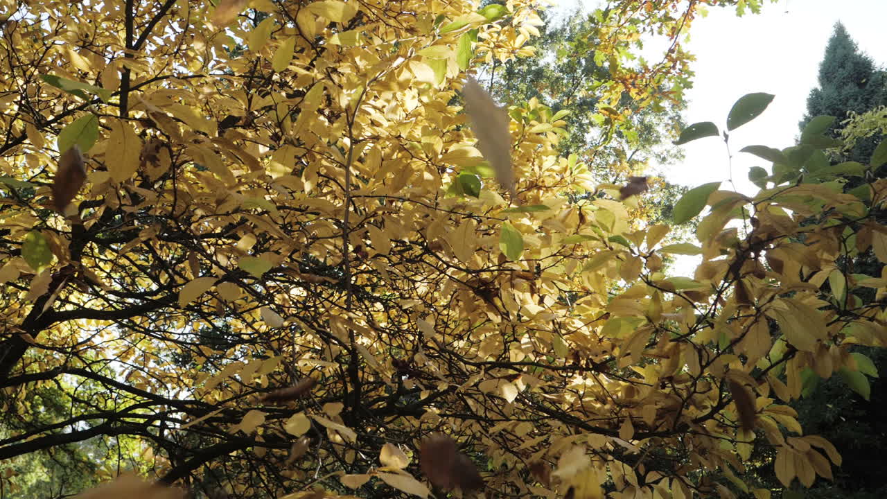 toma en cámara lenta de hojas de otoño cayendo
