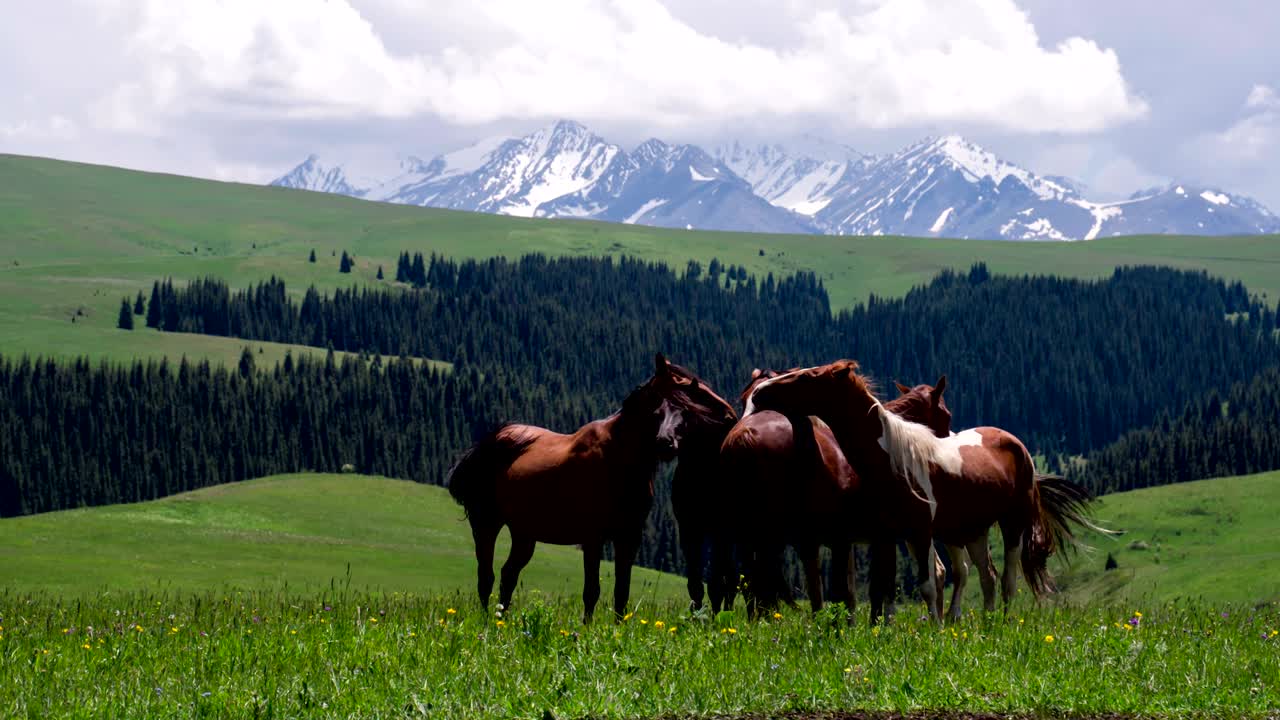 grupo de caballos en las estribaciones