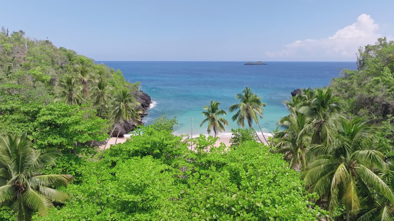 árboles del bosque tropical en playa onda en samaná, república dominicana