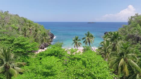 tropical forest trees at playa onda in samana, dominican republic