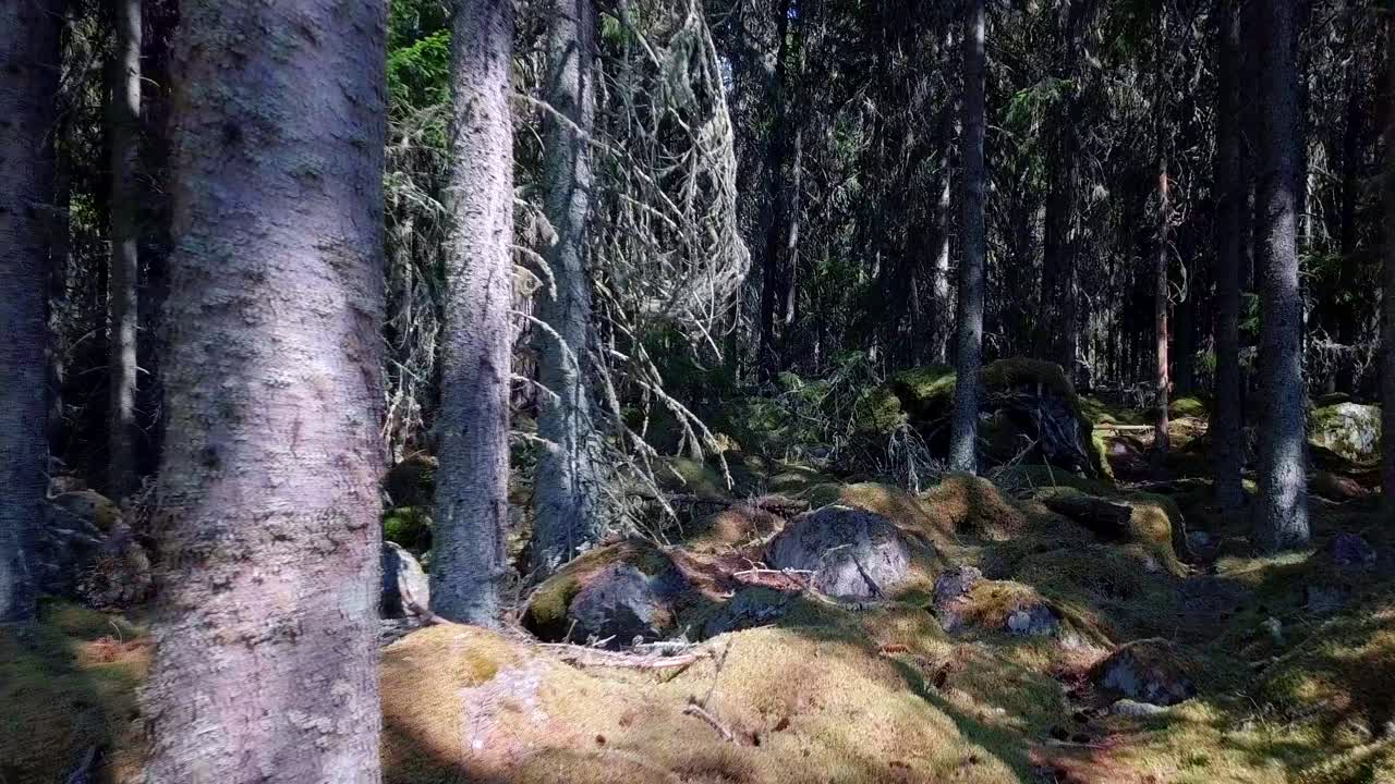 ansiedad aterradora en el bosque de vértigo, el zoom de paralaje hace que sea una sensación desagradable en el bosque