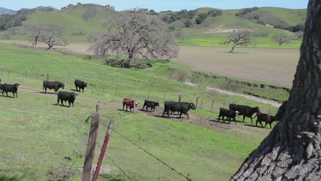 camera dolly's in towards an old oak tree as cattle walk through the gate to reach the greener pasture