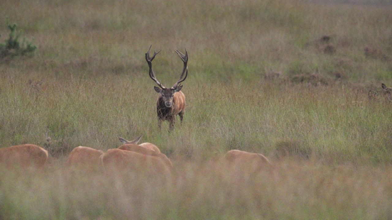 el ciervo rojo con un gran conjunto de cuernos corre hacia y sopla en el harén de ciervos