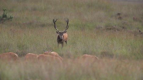 Red-deer-stag-with-big-set-of-antlers-runs-toward-and-bellows-at-harem-of-hinds