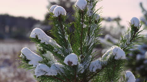 snow covered pine top swaying on cold wind standing frozen winter forest closeup