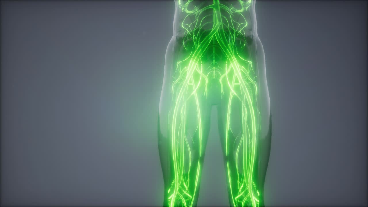 vasos sanguíneos del cuerpo humano