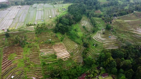 4K-Drohnenaufnahmen-Aus-Der-Luft:-Grüne-Jatiluwih-Reisterrassen-Der-Unesco,-Ubud,-Bali