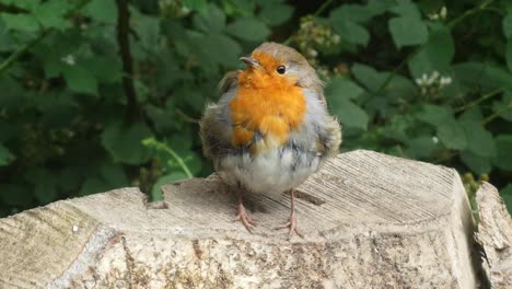 bunte baby-robin schaut auf die kamera, die auf einem geschnittenen baumstumpf auf einem waldpfad sitzt