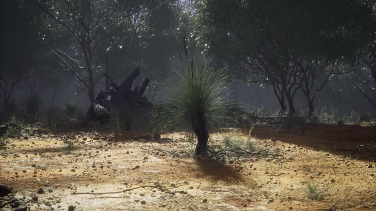 Majestic grass trees stand tall in an enchanting forest landscape